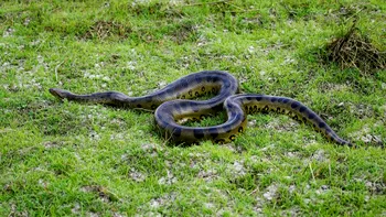 Anacondele, giganți ai naturii de peste 12 milioane de ani: ce dezvăluie fosilele despre aceste reptile uriașe
