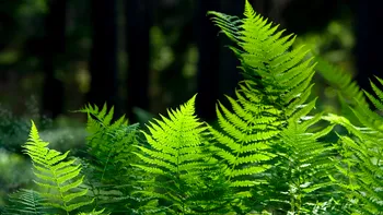 Descoperire rară în lumea botanică: O ferigă formează cristale de elemente din pământuri rare. Ce înseamnă asta pentru viitorul mineritului durabil