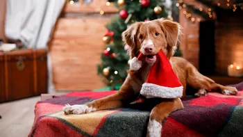 Playlistul de Crăciun îți poate stresa animalele de companie: ce arată noile date despre muzica festivă și efectele ei asupra câinilor și pisicilor