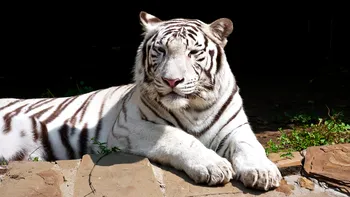 Motivul pentru care puiul de tigru alb de la Grădina Zoologică din Craiova a murit, dezvăluit. De vină a fost un vizitator