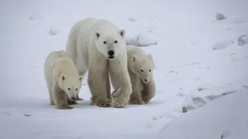 Un gest rar în sălbăticie: o ursoaică a adoptat un pui de urs polar străin în Golful Hudson