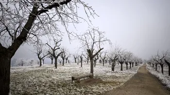 Cum trebuie tăiați cireșii iarna. Metoda care aduce o recoltă bogată și ce greșeli trebuie evitate