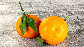 Din ce în ce mai mulţi români pun seminţe de portocală în pământul florilor în ghiveci. Micul detaliu transformă plantele, spun experţii