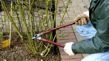 Plantele din curte pe care trebuie să le tunzi în ianuarie pentru o grădină bogată pe timpul verii