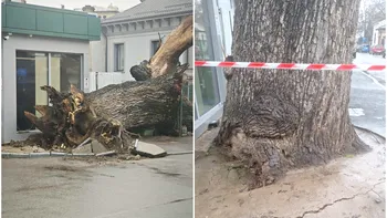 Ultimul stejar secular din vremea Codrilor Vlăsiei s-a prăbușit. Cum a rămas Bucureştiul fără unul dintre cele mai importante simboluri