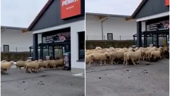 Zeci de oi, într-un supermarket Penny. Animalele au năvălit printre rafturi, cum au pătruns în magazinul din Germania