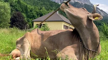 O vacă din Austria îi obligă pe cercetători să regândească inteligența bovinelor