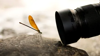 Cum obții un macro reușit cu aparatul tău foto: distanță minimă, tuburi de extensie și focus stacking