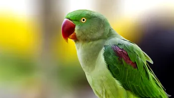 O specie tropicală de papagali se înmulțește în România: cum ajunge Micul Alexandru să reziste iernii