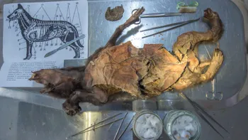 ADN de rinocer lânos, vechi de 14.000 de ani, extras din stomacul unui lup din epoca glaciară