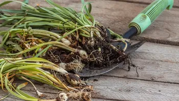 Noua metodă de plantare a bulbilor care face furori online: procedeul simplu cu cofraje de ouă