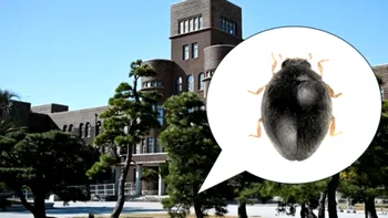 Buburuză nouă cât un fir de nisip, descoperită în Japonia: ce spune descoperirea despre speciile pe lângă care trecem zilnic