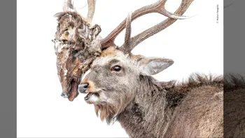 Wildlife Photographer of the Year 2026: imaginile care șochează și emoționează lumea în competiția People’s Choice