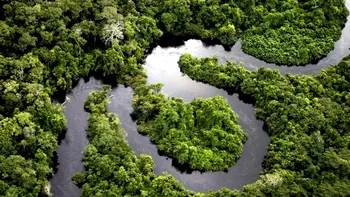 Pământul negru al Amazonului, comoara ascunsă care face copacii să crească de șase ori mai mari