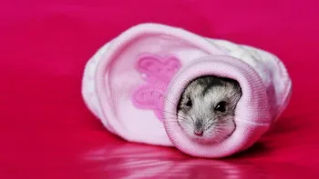 Hamsterii care hibernează ar putea ajuta astronauții să își protejeze mușchii în spațiu