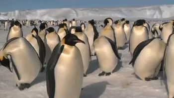 Pinguinii imperiali din Antarctica, tot mai expuși pe măsură ce gheața marină dispare