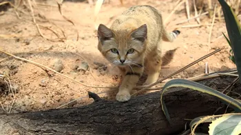 Pisica de nisip, felina care „latră” ca un câine: mică, rar văzută și perfect construită pentru deșert