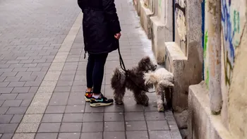 Plimbarea câinilor pe spațiul verde din jurul blocului. Este legal să faci asta?