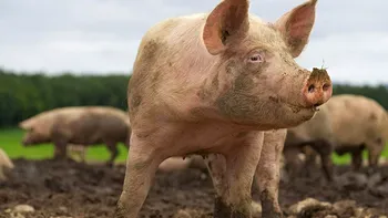 Hibrizii porc-mistreț din Fukushima se înmulțesc exploziv: ce au descoperit cercetătorii japonezi și de ce contează global