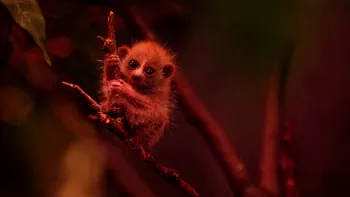 Puiul de loris pitic de la Bronx Zoo a devenit viral, iar povestea lui spune mai mult decât un clip simpatic