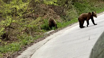 Accident cu animal sălbatic în 2026: procedură, asigurări și ce dovezi îți trebuie