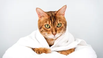 Cele mai energice rase de pisici. Micuţele feline sunt mereu dornice de joacă