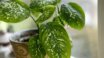 Îți ții plantele de interior la fereastra greșită? Experții spun clar unde ar trebui puse ca să nu se ofilească