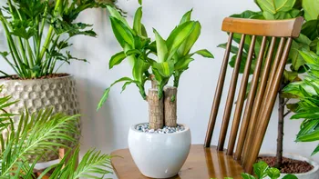 Planta pe care trebuie să o ai dacă există fumători în casă. Filtrează aerul şi elimină toxinele