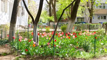 Poți fi amendat dacă ai plantat flori sau arbuști în jurul blocului? Detalii importante pentru locatari