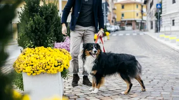 Ce amendă riști dacă nu cureți după câine pe domeniul public. Sumele pot ajunge la mii de lei