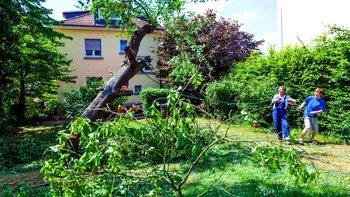 Copacii pot răcori orașele sufocate de caniculă, dar nu pot salva singuri viitorul urban. Ce au descoperit cercetătorii