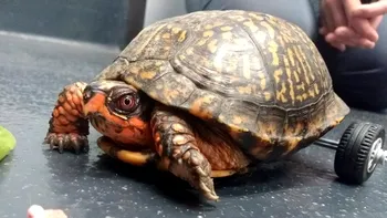 O broască țestoasă fără picioarele din spate merge din nou datorită unui scaun cu rotile imprimat 3D