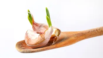 Ce se întâmplă dacă consumi usturoi încolţit: experţii în siguranţă alimentară explică dacă este un semn de alterare