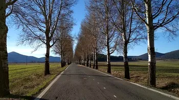 De ce nu mai sunt copaci pe marginea drumurilor din România. Detaliul care stă la baza acestei decizii