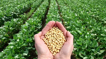 Planta care revine în atenţia agricultorilor. Producţia va creşte cu peste 60% anul acesta în România. Are multe avantaje