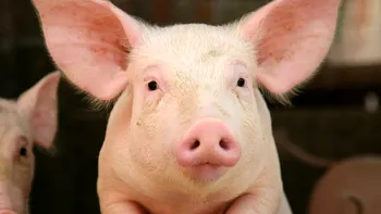 Picături pentru ochi făcute din material seminal de porc au oprit cancerul de retină într-un experiment inedit