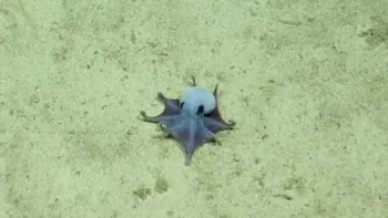 Caracatița albastră minusculă descoperită lângă Galapagos i-a uimit pe cercetători: arată diferit de orice specie cunoscută