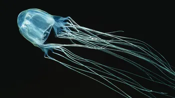 Meduza „Insulei morții”: o nouă specie extrem de veninoasă a fost descoperită lângă Singapore