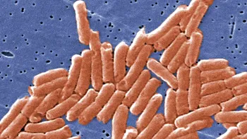 Criza climatică accelerează rezistența la antibiotice: bacteria Salmonella devine tot mai greu de tratat
