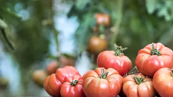 Când şi cum să uzi roşiile pentru a nu crăpa vara. Secretul agricultorilor cu experienţă