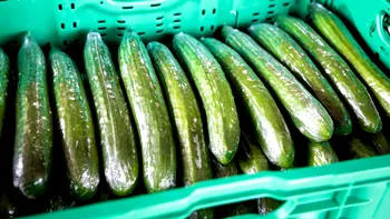 De ce castraveții lungi din supermarket sunt înveliți în plastic. Motivul nu are legătură doar cu transportul