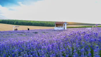 Planta cu care românii au dat lovitura în ultimii ani. Este căutată în toată lumea, este considerată 