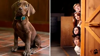 Netflix a dezvăluit primul Scooby-Doo real din istoria francizei. Cum arată celebrul câine care va apărea în noul serial live-action