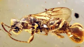Creatura „imposibilă” descoperită într-un chihlimbar vechi de 99 de milioane de ani: viespea care avea o capcană asemănătoare unei plante carnivore
