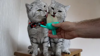 Pisicile nu pot simți gustul dulce. Descoperirea genetică ce explică unul dintre cele mai cunoscute comportamente feline