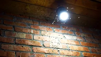 Tot mai multe insecte au invadat orașele din România. Specialiștii spun că au început să apară și specii care nu erau întâlnite în trecut
