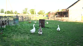 Câte animale și păsări ai voie să crești în gospodărie. Regulile pe care trebuie să le respecte proprietarii de la oraș și de la sat
