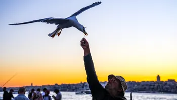 Ce amenzi riscă turiștii care hrănesc pescărușii în vacanță. În unele destinații din Europa sancțiunile ajung la mii de euro