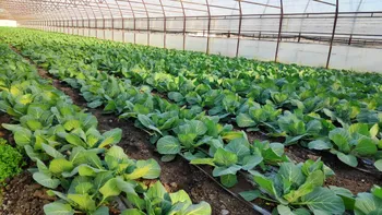 Cum se prinde mai repede răsadul de varză după plantare. Ce să pui în groapă pentru căpățâni mari și sănătoase