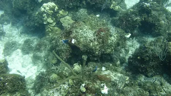 Descoperire spectaculoasă în largul Japoniei: cercetătorii au găsit concentrații record de aur la sute de metri sub ocean